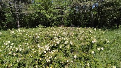 Прикрепленное изображение: IMG_20240510_121534.jpg